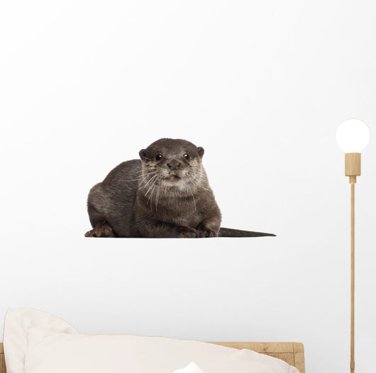 Oriental Small-clawed Otter Amblonyx