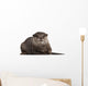 Oriental Small-clawed Otter Amblonyx