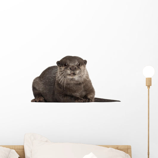 Oriental Small-clawed Otter Amblonyx