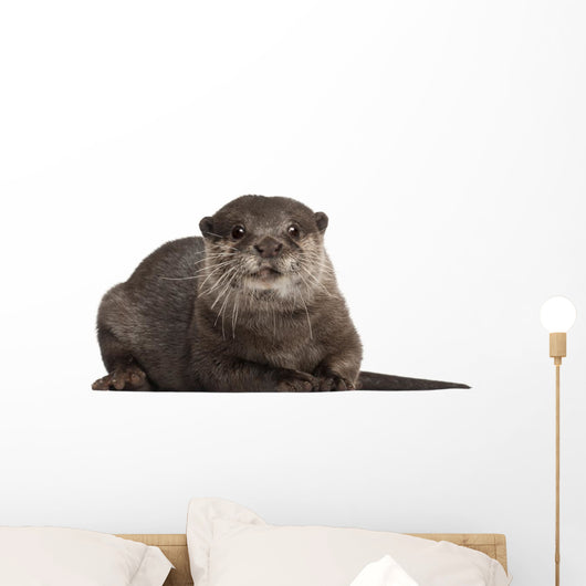 Oriental Small-clawed Otter Amblonyx