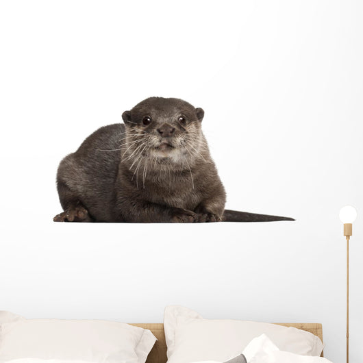 Oriental Small-clawed Otter Amblonyx