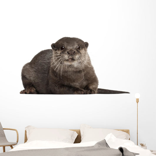 Oriental Small-clawed Otter Amblonyx