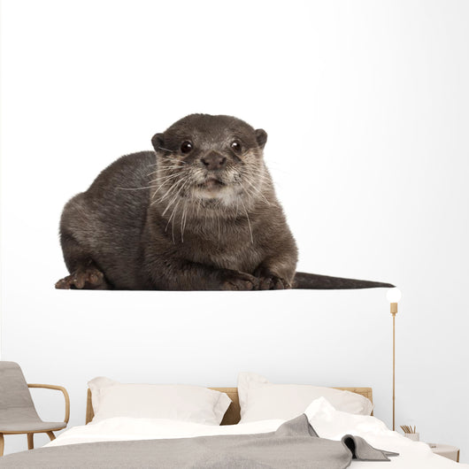 Oriental Small-clawed Otter Amblonyx
