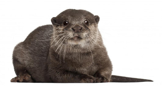 Oriental Small-clawed Otter Amblonyx