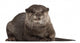 Oriental Small-clawed Otter Amblonyx