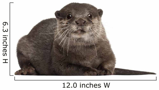 Oriental Small-clawed Otter Amblonyx