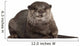 Oriental Small-clawed Otter Amblonyx