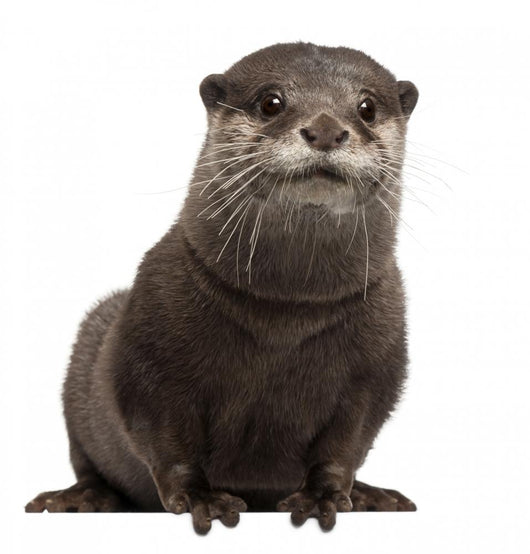 Oriental otter Wall Decal