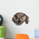 Oriental small-clawed otter, Amblonyx Cinereus, 5 years old Wall Decal