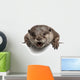 Oriental small-clawed otter, Amblonyx Cinereus, 5 years old Wall Decal