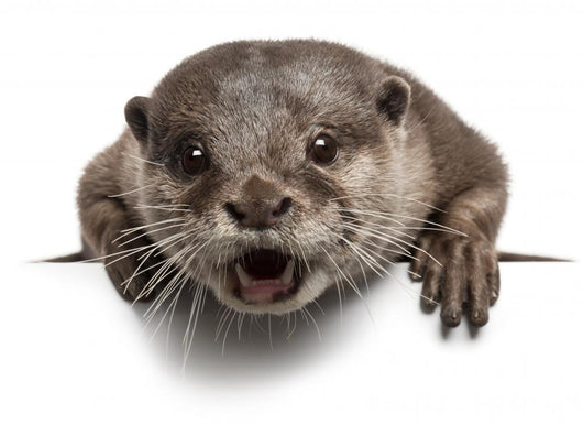 Oriental small-clawed otter, Amblonyx Cinereus, 5 years old Wall Decal