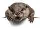 Oriental small-clawed otter, Amblonyx Cinereus, 5 years old Wall Decal