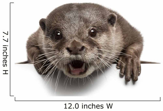 Oriental small-clawed otter, Amblonyx Cinereus, 5 years old Wall Decal