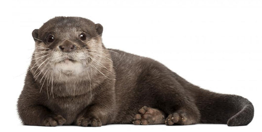 Resting Oriental Otter Wall Decal