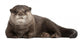 Resting Oriental Otter Wall Decal