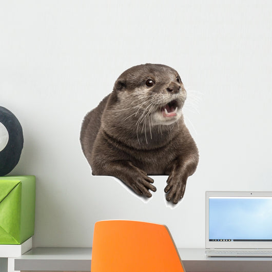 Oriental Small-clawed Otter Amblonyx