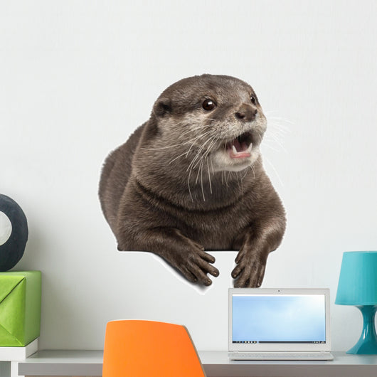 Oriental Small-clawed Otter Amblonyx