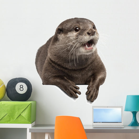 Oriental Small-clawed Otter Amblonyx