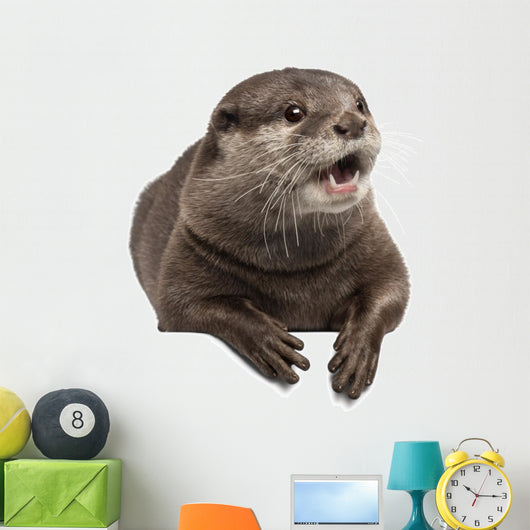 Oriental Small-clawed Otter Amblonyx