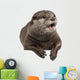 Oriental Small-clawed Otter Amblonyx