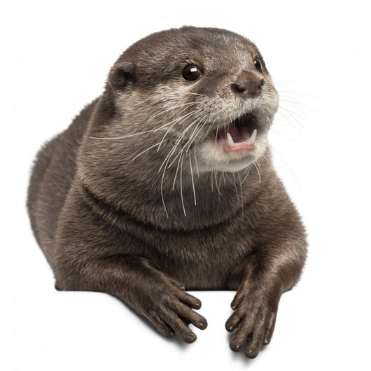 Oriental Small-clawed Otter Amblonyx