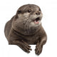 Oriental Small-clawed Otter Amblonyx