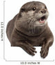 Oriental Small-clawed Otter Amblonyx