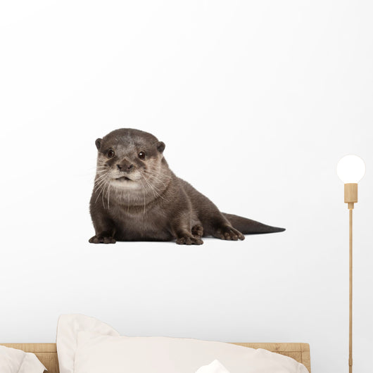 Oriental small-clawed otter Wall Decal