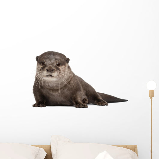 Oriental small-clawed otter Wall Decal
