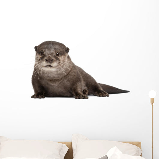 Oriental small-clawed otter Wall Decal