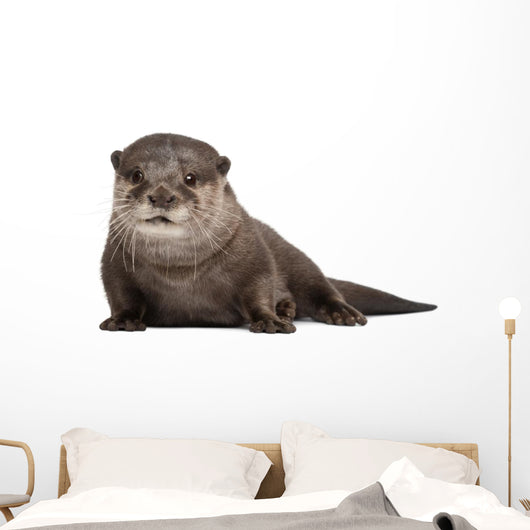 Oriental small-clawed otter Wall Decal