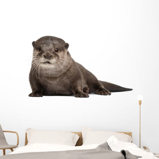 Oriental small-clawed otter Wall Decal