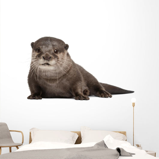 Oriental small-clawed otter Wall Decal