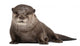Oriental small-clawed otter Wall Decal