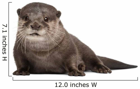 Oriental small-clawed otter Wall Decal