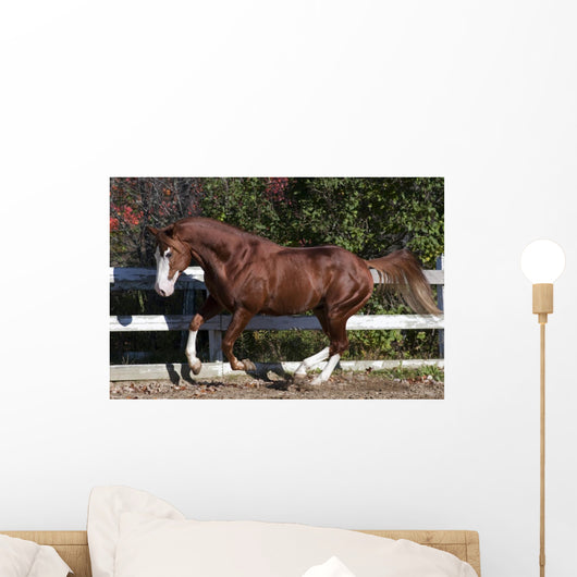 Piebald Horse Galloping