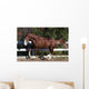 Piebald Horse Galloping