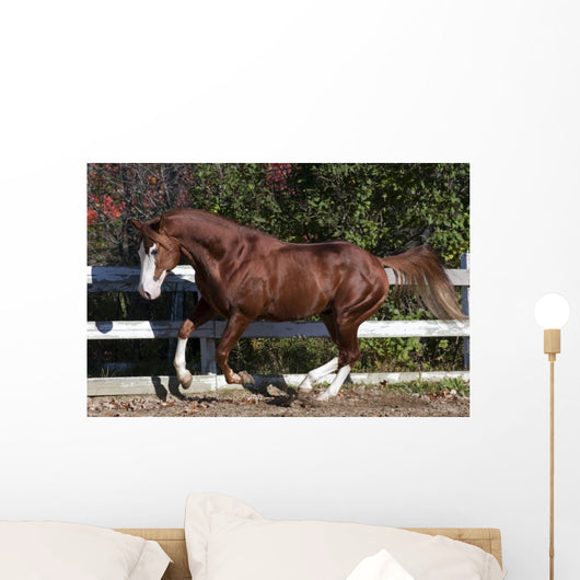 Piebald Horse Galloping