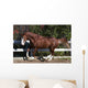 Piebald Horse Galloping