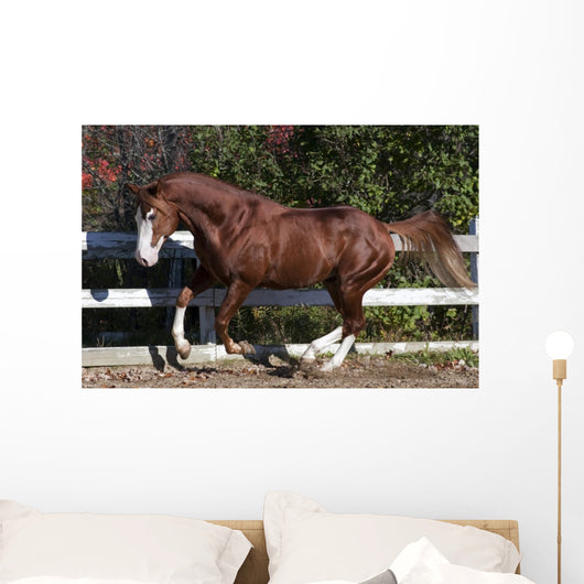 Piebald Horse Galloping