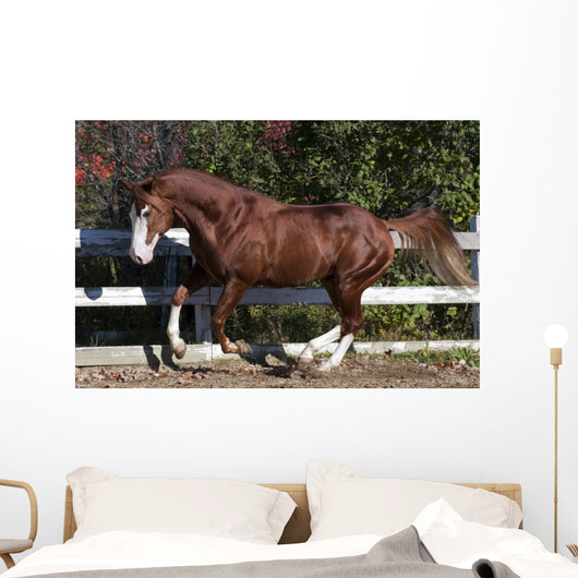 Piebald Horse Galloping