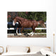 Piebald Horse Galloping