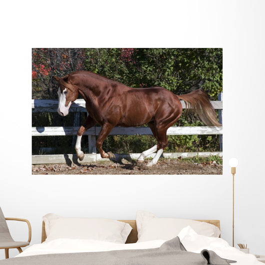 Piebald Horse Galloping