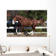 Piebald Horse Galloping