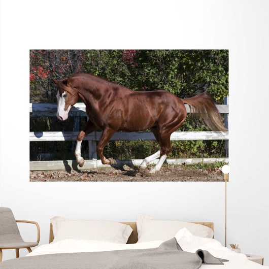 Piebald Horse Galloping