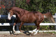 Piebald Horse Galloping