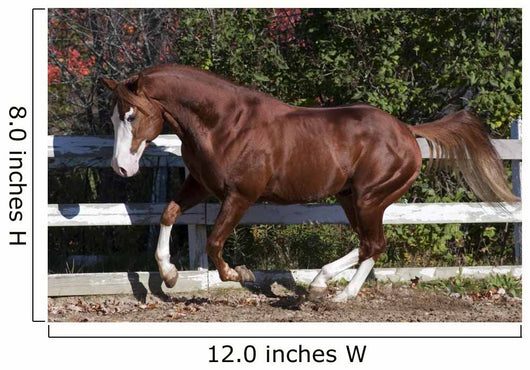 Piebald Horse Galloping