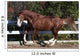Piebald Horse Galloping