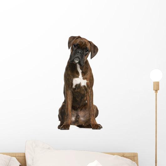 Boxer sitting in front of white background Wall Decal