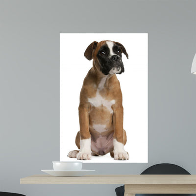 Boxer Puppy Wall Decal shown on a wall